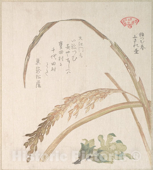 Art Print : Kubo Shunman - Rice Plant and Butter-Burs - Japan : Vintage Wall Art