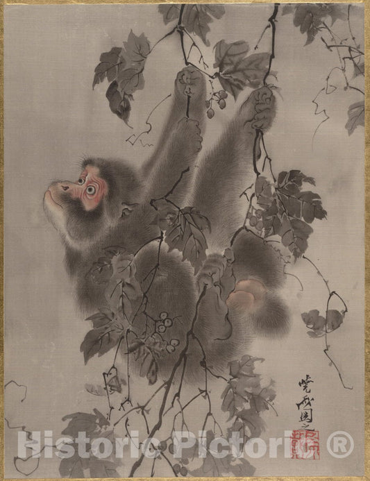 Art Print : Kawanabe Ky?sai - Monkey Hanging from Grapevines - Japan : Vintage Wall Art