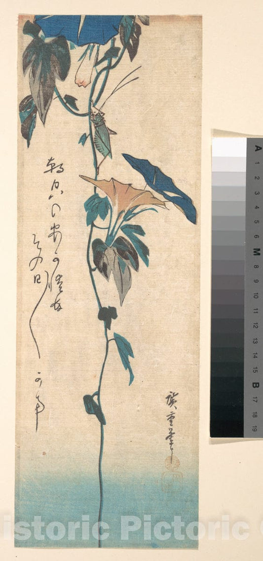 Art Print : Utagawa Hiroshige - Grasshopper and Morning-Glory Vine - Japan : Vintage Wall Art