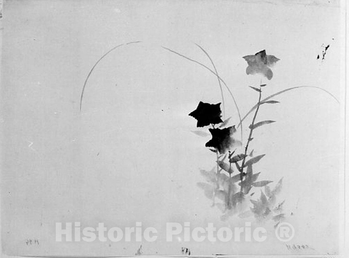 Art Print : Hokusai School - Bellflower - Japan v.1 : Vintage Wall Art