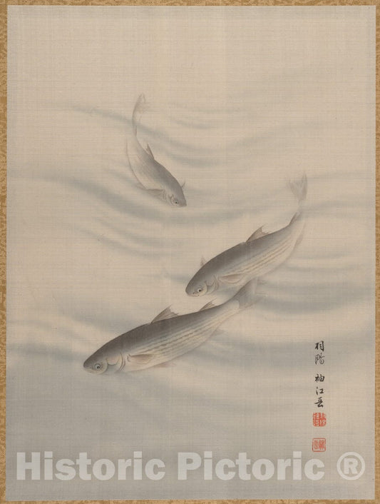 Art Print : Seki Sh?k? - Fishes Swimming - Japan 2 : Vintage Wall Art