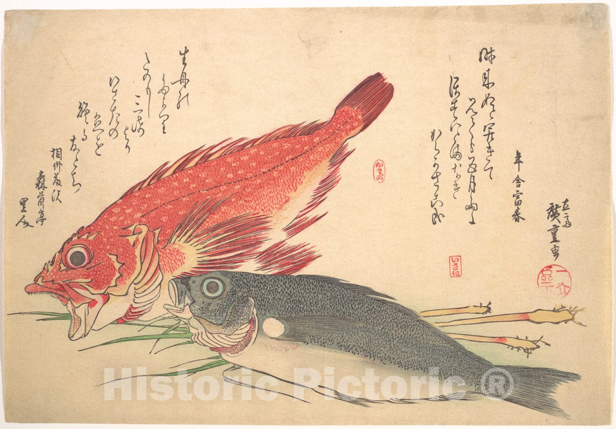 Art Print : Utagawa Hiroshige - Isaki and Kasago Fish, from The Series Uozukushi (Every Variety of Fish) - Japan : Vintage Wall Art