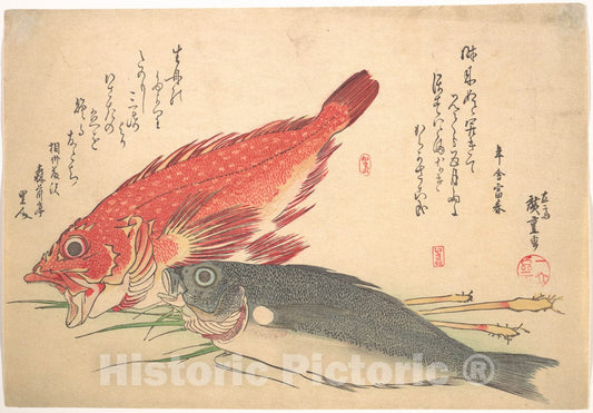 Art Print : Utagawa Hiroshige - Isaki and Kasago Fish, from The Series Uozukushi (Every Variety of Fish) - Japan : Vintage Wall Art
