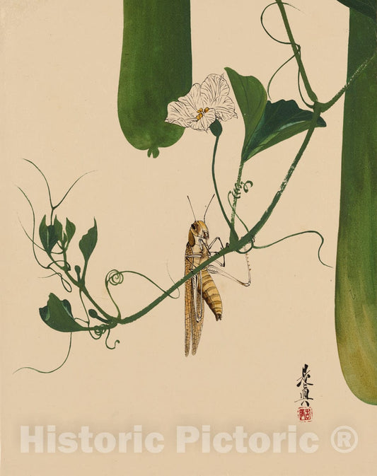 Art Print : Shibata Zeshin - Lacquer Paintings of Various Subjects: Grasshopper on Gourd Vine - Japan : Vintage Wall Art