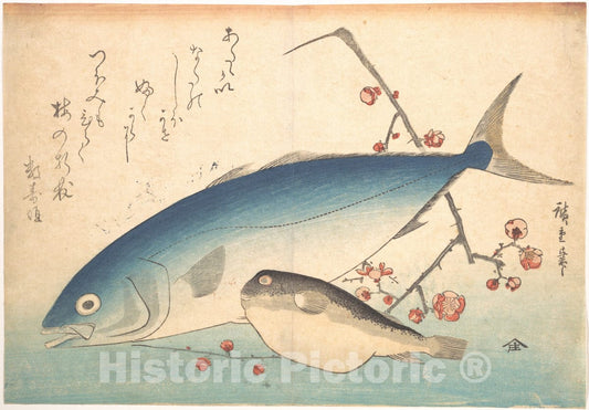 Art Print : Utagawa Hiroshige - Fugu and Inada Fish, from The Series Uozukushi (Every Variety of Fish) - Japan : Vintage Wall Art