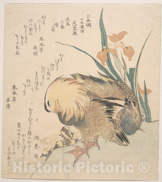 Art Print : Kubo Shunman - Pair of Mandarin Ducks and Iris Flowers - Japan v.2 : Vintage Wall Art