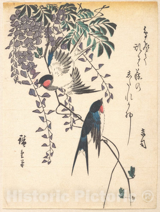 Art Print : Utagawa Hiroshige - Swallow and Wisteria - Japan : Vintage Wall Art