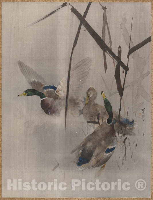 Art Print : Watanabe Seitei - Ducks in The Rushes - Japan : Vintage Wall Art