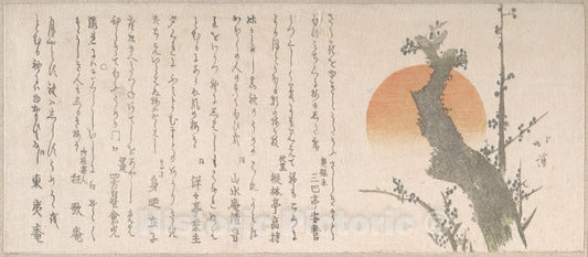 Art Print : Totoya Hokkei - Rising Sun and Plum Tree - Japan : Vintage Wall Art