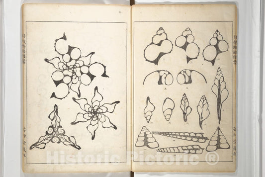 Art Print : Yoichir? Hirase - Shell Motifs (Kaigara dammen zuan) - Japan - Taish? Period (1912–26) : Vintage Wall Art
