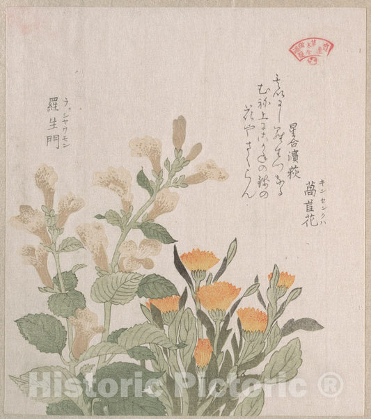Art Print : Kubo Shunman - The Common Marigold and The Rajoman Flowers - Japan : Vintage Wall Art