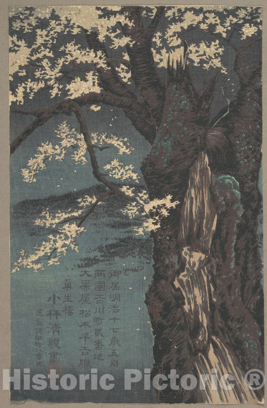 Art Print : Kobayashi Kiyochika - Cherry Tree - Japan : Vintage Wall Art