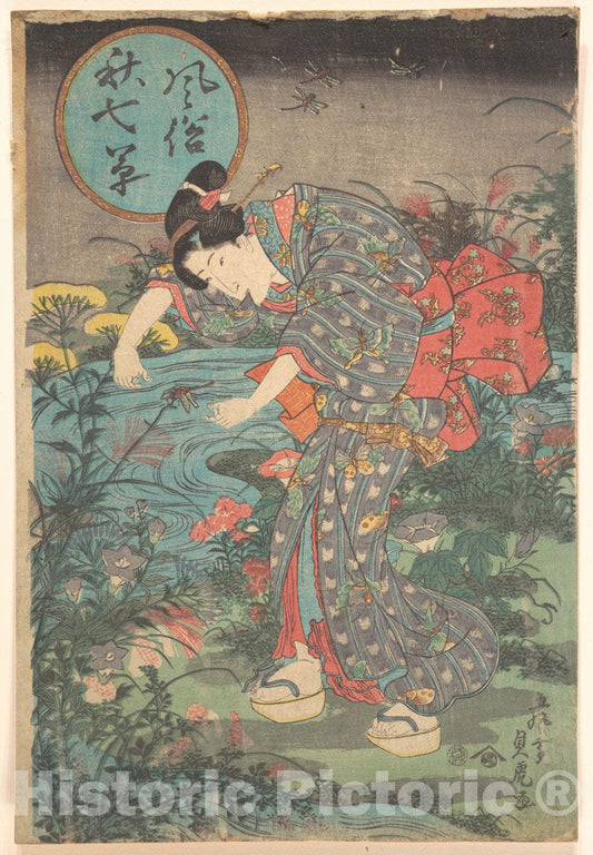 Art Print : Toyohara Sadatora - Fashionable Seven Autumn Plants (F?zoku AKI nanakusa) - Japan : Vintage Wall Art