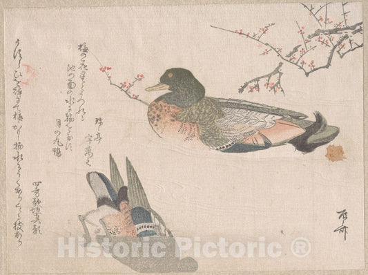 Art Print : Ry?ry?kyo Shinsai - Pair of Ducks Swimming - Japan : Vintage Wall Art