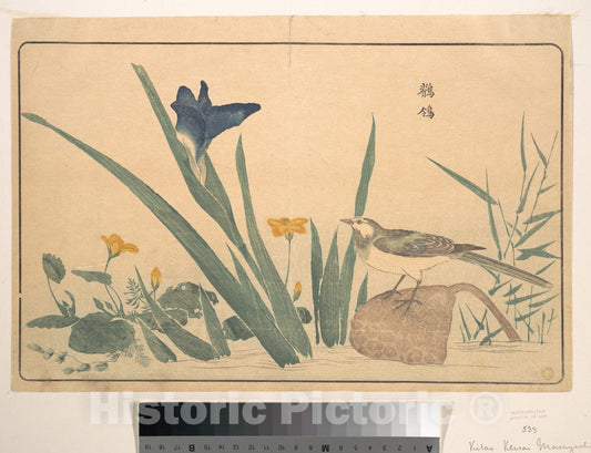 Art Print : Kuwagata Keisai - The Pied Wagtail - Japan : Vintage Wall Art