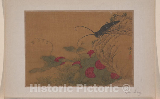 Art Print : Wen Liang - Grasshopper on Rock - China - Ming Dynasty (?) (1368–1644) : Vintage Wall Art