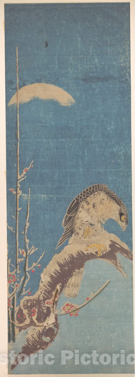 Art Print : Isoda Kory?sai - A Hawk Perched on a Snow-covered Pine Tree : Vintage Wall Art