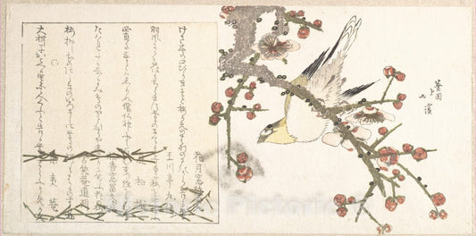 Art Print : Totoya Hokkei - Bush Warbler on a Plum Branch (Ume ni uguisu) - Japan : Vintage Wall Art