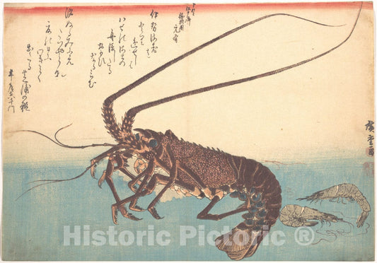 Art Print : Utagawa Hiroshige - Ise-EBI and Shiba-EBI, from The Series Uozukushi (Every Variety of Fish) - Japan : Vintage Wall Art