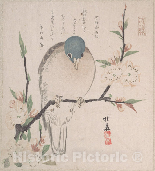 Art Print : Teisai Hokuba - Spring Rain Collection (Harusame sh?), vol. 3: Mountain Dove and Peach Flowers - Japan : Vintage Wall Art