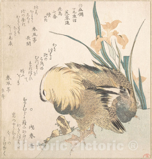 Art Print : Kubo Shunman - Pair of Mandarin Ducks and Iris Flowers - Japan v.1 : Vintage Wall Art