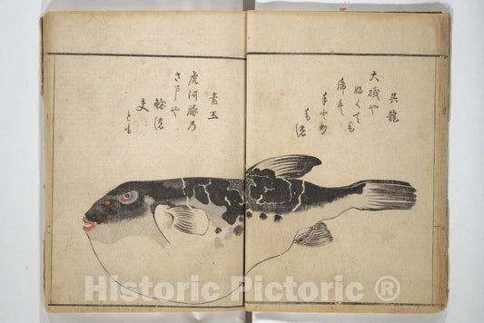 Art Print : Kuwagata Keisai - The Servants of The Dragon King of The Sea: Fish and Shells (Tatsu no miyatsuko gyokai fu) - Japan v.2 : Vintage Wall Art