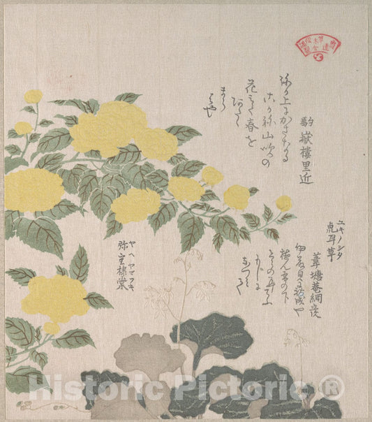 Art Print : Kubo Shunman - Corchorus (or Yellow Rose) and Creeping Saxifrage - Japan : Vintage Wall Art