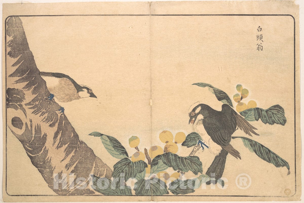 Art Print : Kuwagata Keisai - Bai TOU Weng - Japan : Vintage Wall Art