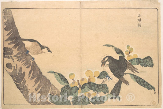 Art Print : Kuwagata Keisai - Bai TOU Weng - Japan : Vintage Wall Art