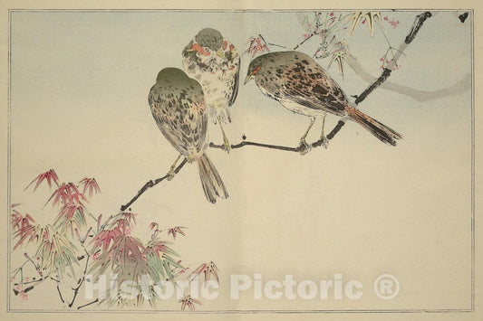 Art Print : Watanabe Seitei - Picture Album of Birds and Flowers (Kach? gafu) - Japan : Vintage Wall Art