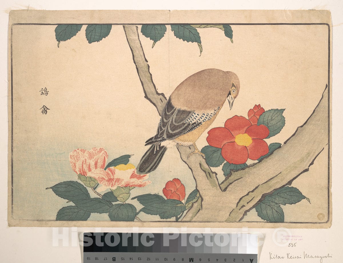 Art Print : Kuwagata Keisai - Camellias with a Bird - Japan : Vintage Wall Art