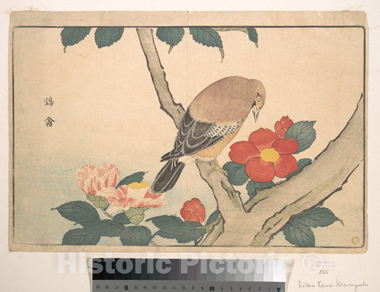 Art Print : Kuwagata Keisai - Camellias with a Bird - Japan : Vintage Wall Art