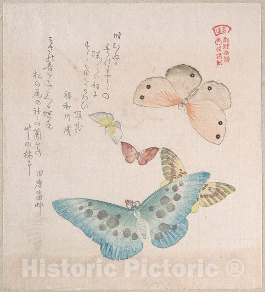 Art Print : Kubo Shunman - Various Moths and Butterflies - Japan - 415076 : Vintage Wall Art
