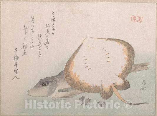 Art Print : Ry?ry?kyo Shinsai - Stingray and Gurnard - Japan : Vintage Wall Art