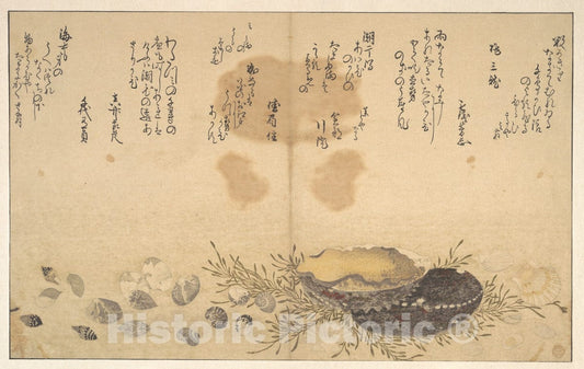 Art Print : Kitagawa Utamaro - Shells Under Water - Japan v.1 : Vintage Wall Art
