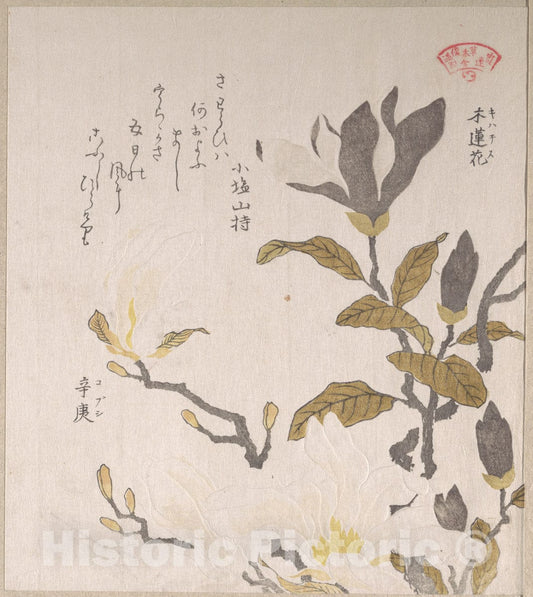 Art Print : Kubo Shunman - Magnolia Flowers - Japan : Vintage Wall Art
