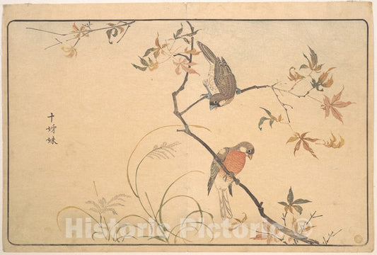 Art Print : Kuwagata Keisai - J?shimatsu (Begalee or a Society Finch) - Japan : Vintage Wall Art