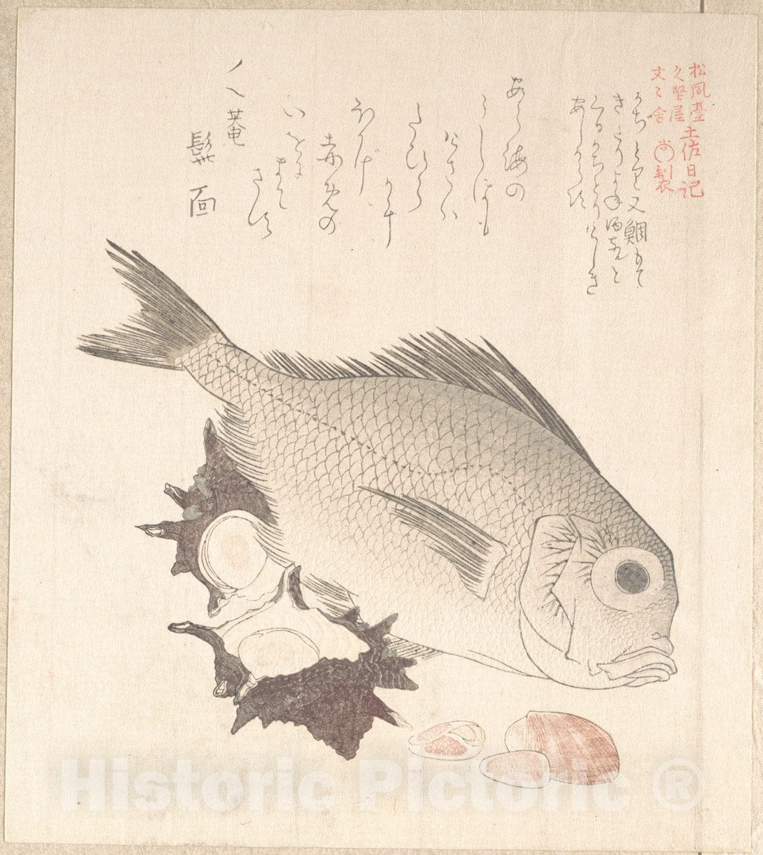 Art Print : Kubo Shunman - Tai Fish and Top-Shells - Japan : Vintage Wall Art