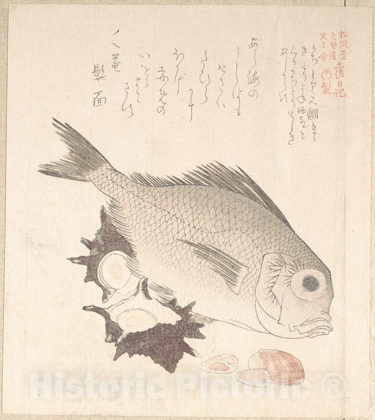 Art Print : Kubo Shunman - Tai Fish and Top-Shells - Japan : Vintage Wall Art