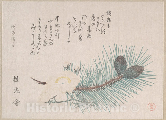 Art Print : Kubo Shunman - Pines and Cherry Blossoms - Japan : Vintage Wall Art