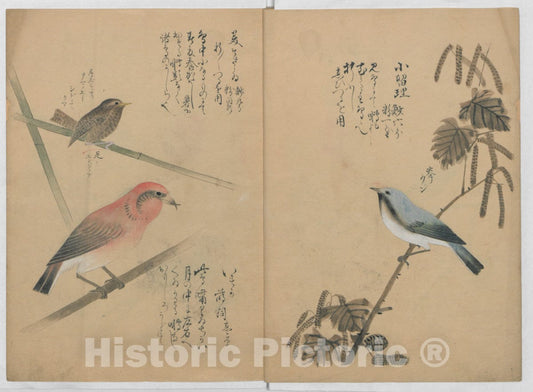 Art Print : Nant? - A Compendium of Small Birds - Japan : Vintage Wall Art