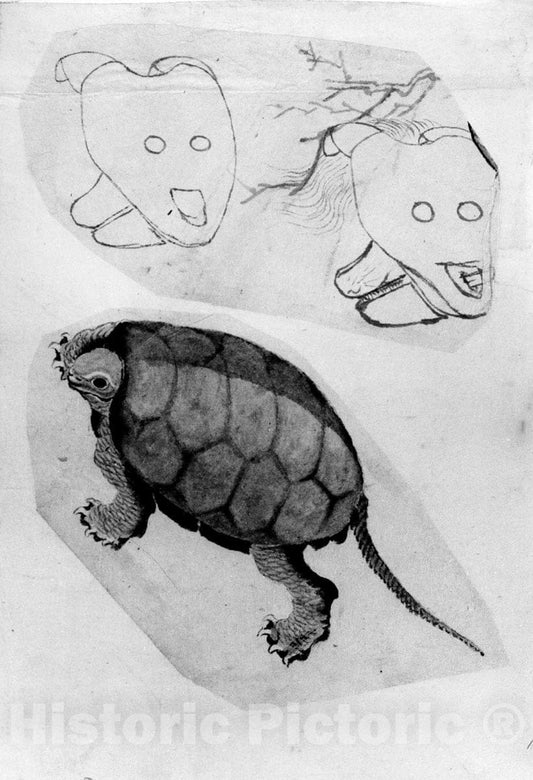 Art Print : Katsushika Hokusai - Two Sketches: One of a Turtle, The Other of Two Unidentified Objects - Japan : Vintage Wall Art