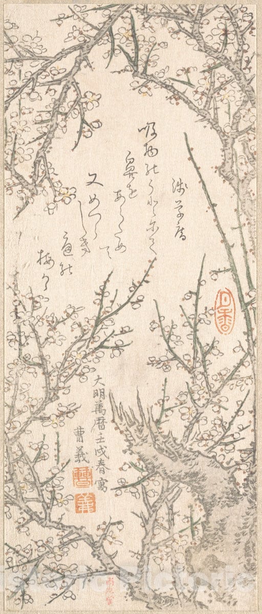 Art Print : Kitao Shigemasa - Plum Tree in Blossom - Japan v.2 : Vintage Wall Art