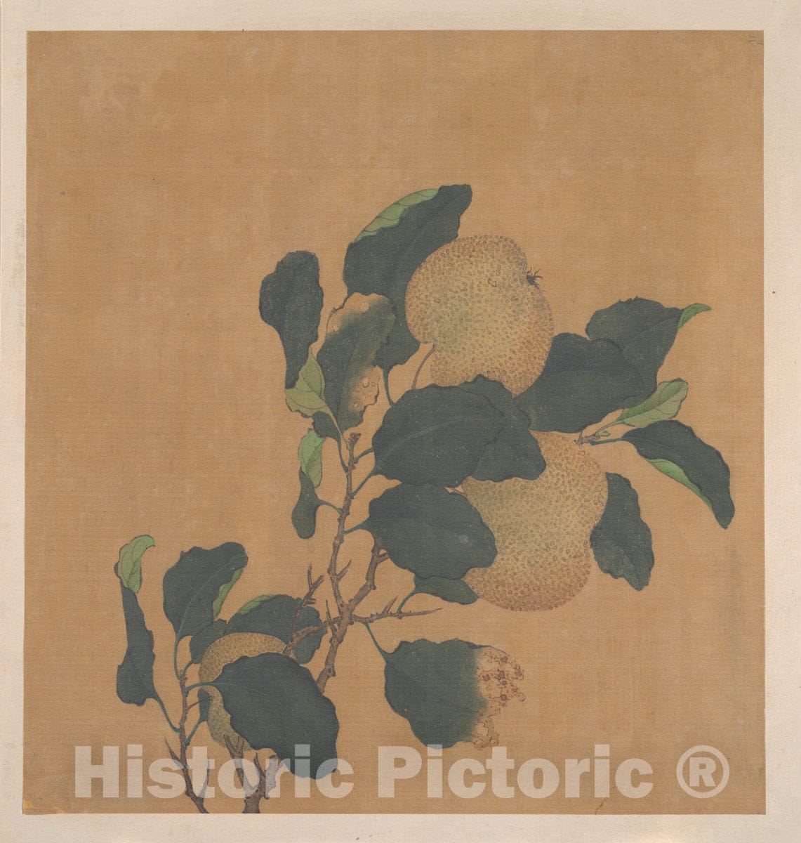 Art Print : Unidentified Artist - Branch of Tree with Fruit - China : Vintage Wall Art