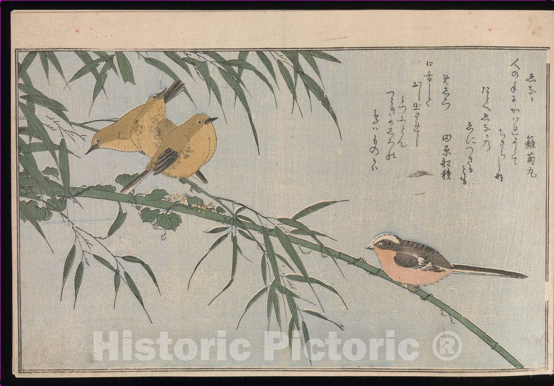 Art Print : Kitagawa Utamaro - Myriad Birds: Picture Book of Playful Verse (Momo chidori ky?ka-awase) - Japan : Vintage Wall Art