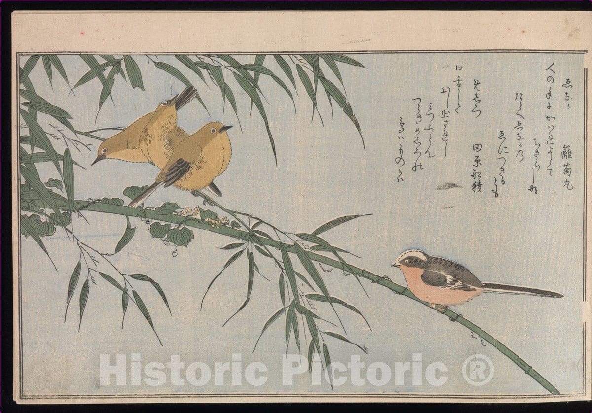 Art Print : Kitagawa Utamaro - Myriad Birds: Picture Book of Playful Verse (Momo chidori ky?ka-awase) - Japan : Vintage Wall Art