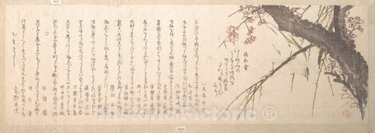 Art Print : Kubo Shunman - Plum Blossom : Vintage Wall Art