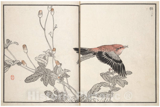 Art Print : K?no Bairei - Bairei Picture Album of One Hundred Birds (Bairei hyakuch? gafu) - Japan 2 : Vintage Wall Art