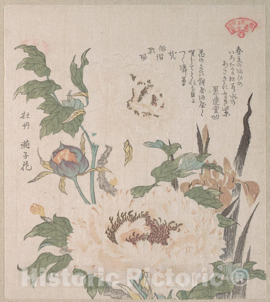 Art Print : Kubo Shunman - Peonies and Iris - Japan : Vintage Wall Art