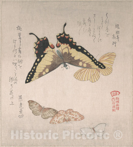 Art Print : Kubo Shunman - Various Moths and Butterflies - Japan 2 : Vintage Wall Art